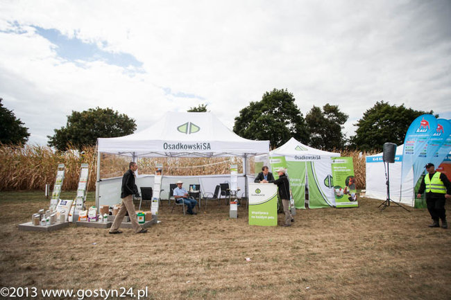 Kukurydziane żniwa - zdjęcia