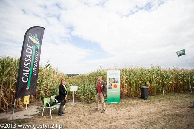 Kukurydziane żniwa - zdjęcia