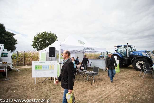 Kukurydziane żniwa - zdjęcia