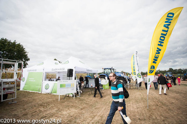 Kukurydziane żniwa - zdjęcia