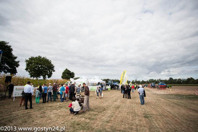 Kukurydziane żniwa - zdjęcia