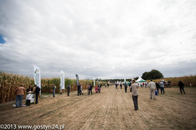 Kukurydziane żniwa - zdjęcia