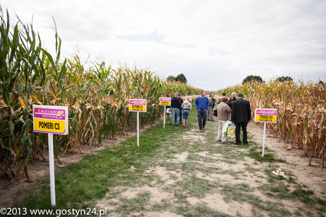Kukurydziane żniwa - zdjęcia