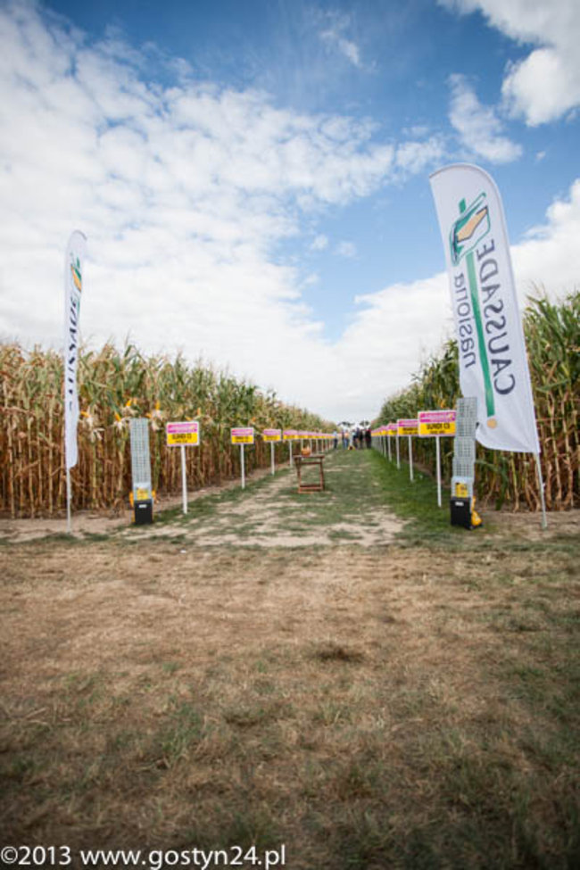 Kukurydziane żniwa - zdjęcia