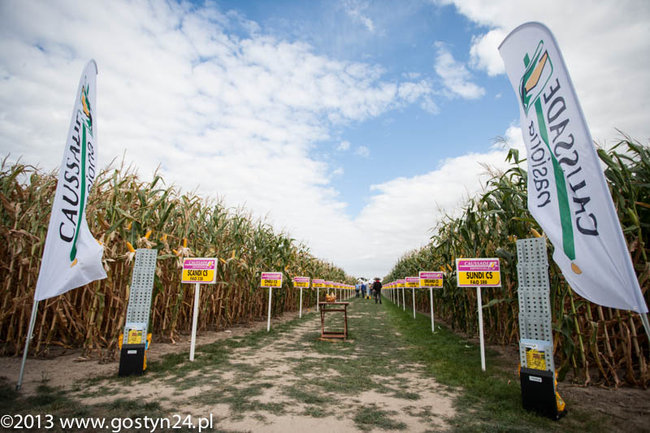 Kukurydziane żniwa - zdjęcia