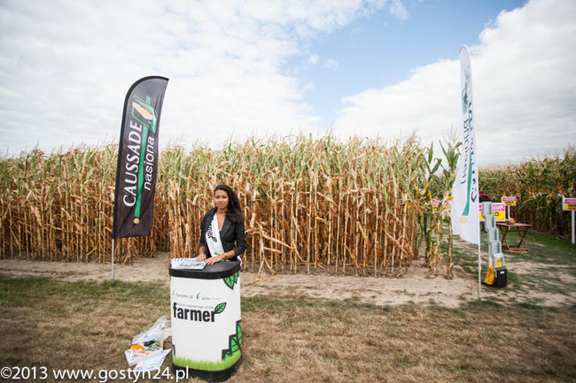 Kukurydziane żniwa - zdjęcia