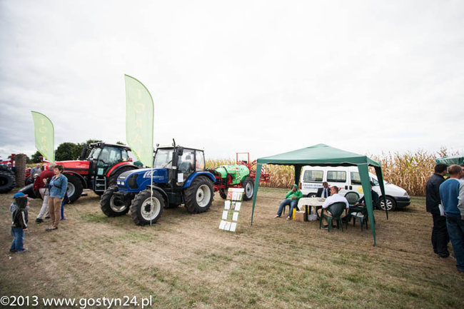 Kukurydziane żniwa - zdjęcia