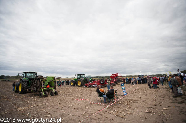 Kukurydziane żniwa - zdjęcia