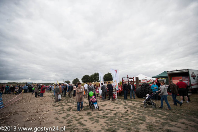 Kukurydziane żniwa - zdjęcia