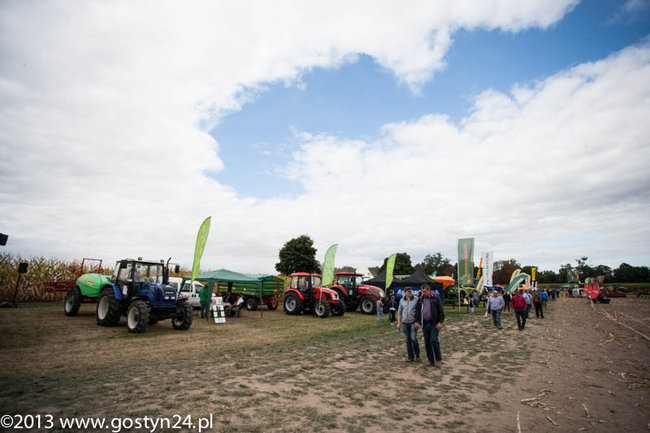 Kukurydziane żniwa - zdjęcia
