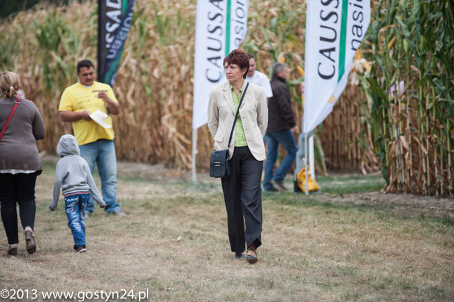 Kukurydziane żniwa - zdjęcia