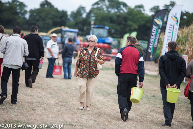 Kukurydziane żniwa - zdjęcia