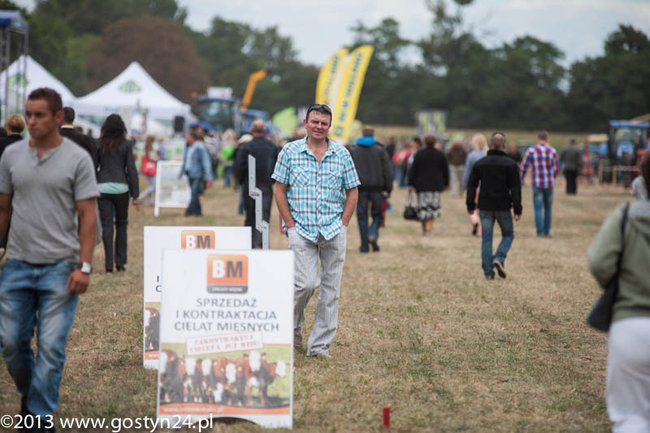 Kukurydziane żniwa - zdjęcia