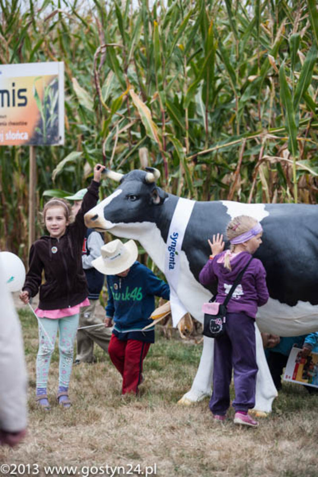 Kukurydziane żniwa - zdjęcia