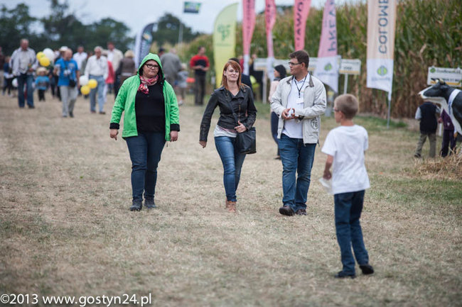 Kukurydziane żniwa - zdjęcia