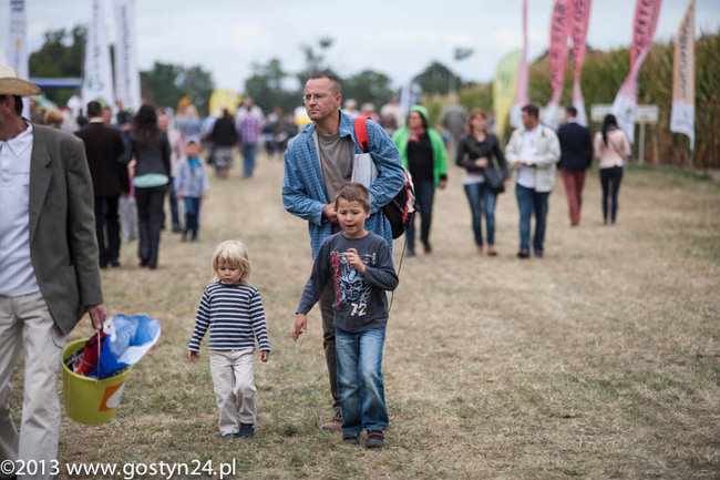 Kukurydziane żniwa - zdjęcia