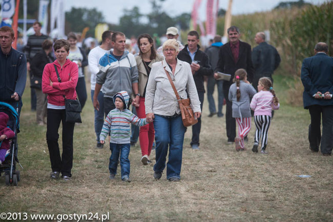 Kukurydziane żniwa - zdjęcia