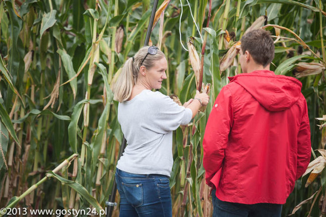 Kukurydziane żniwa - zdjęcia