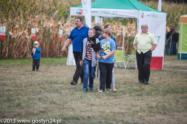 Kukurydziane żniwa - zdjęcia