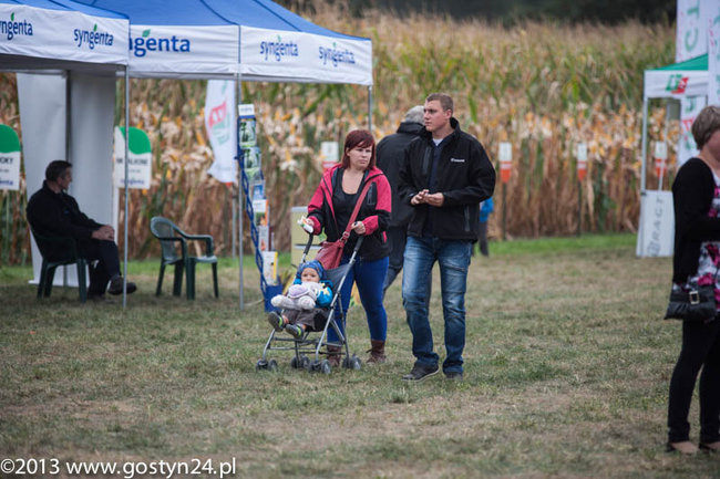 Kukurydziane żniwa - zdjęcia