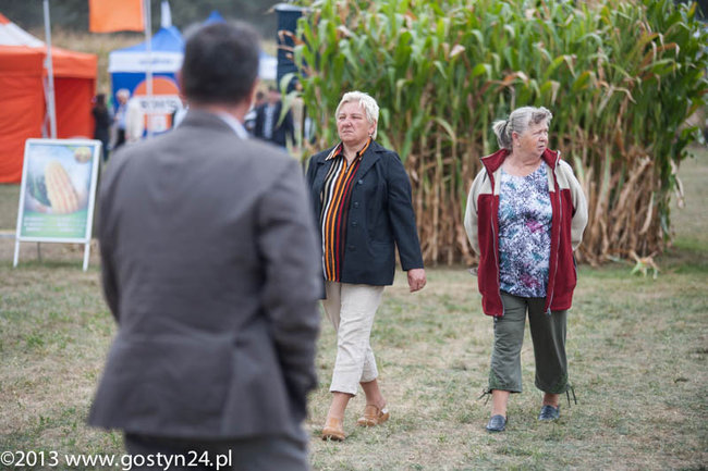 Kukurydziane żniwa - zdjęcia