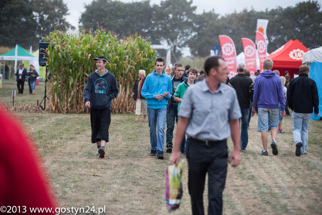 Kukurydziane żniwa - zdjęcia