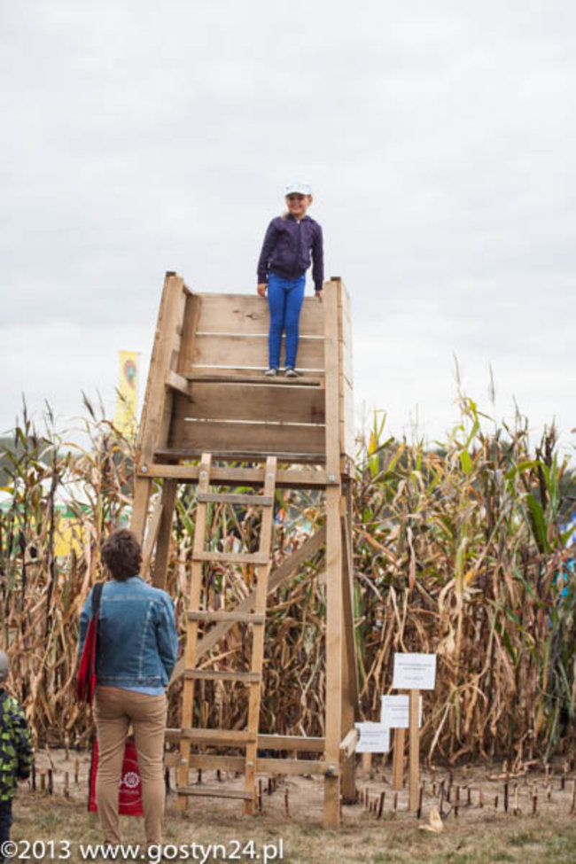 Kukurydziane żniwa - zdjęcia