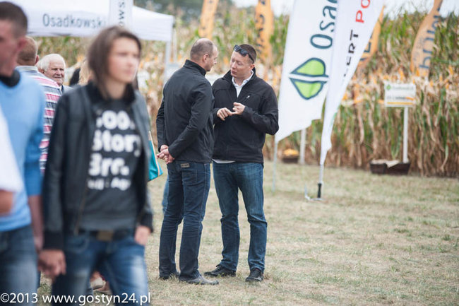 Kukurydziane żniwa - zdjęcia