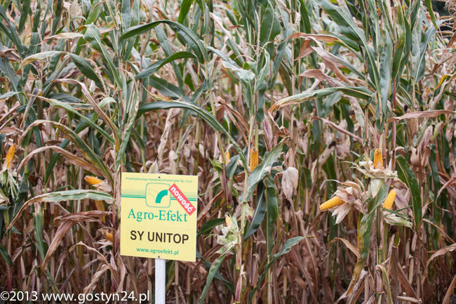 Kukurydziane żniwa - zdjęcia