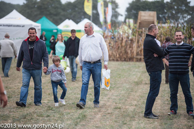 Kukurydziane żniwa - zdjęcia
