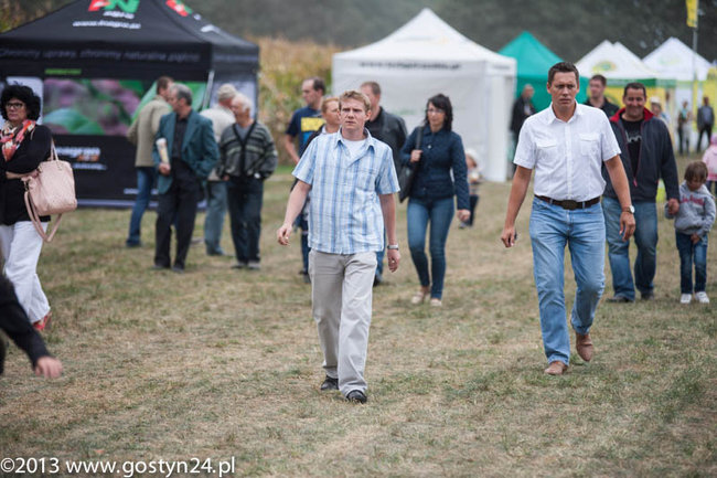 Kukurydziane żniwa - zdjęcia