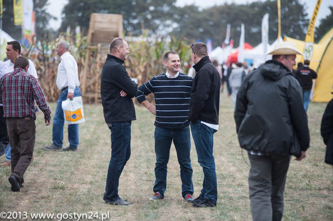 Kukurydziane żniwa - zdjęcia