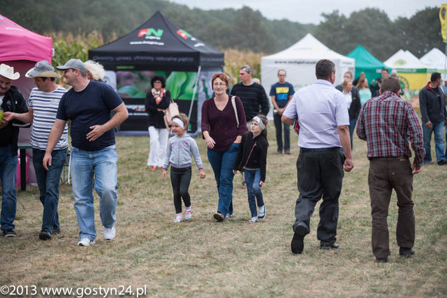 Kukurydziane żniwa - zdjęcia