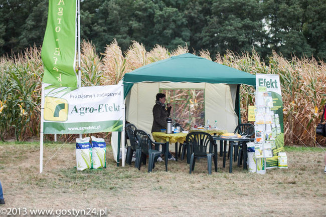 Kukurydziane żniwa - zdjęcia