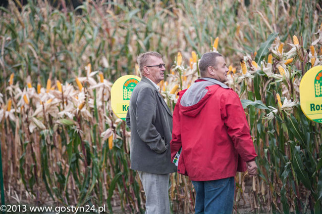 Kukurydziane żniwa - zdjęcia
