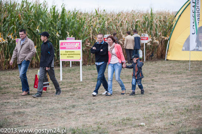 Kukurydziane żniwa - zdjęcia
