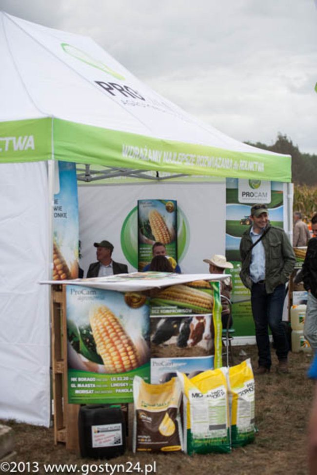 Kukurydziane żniwa - zdjęcia