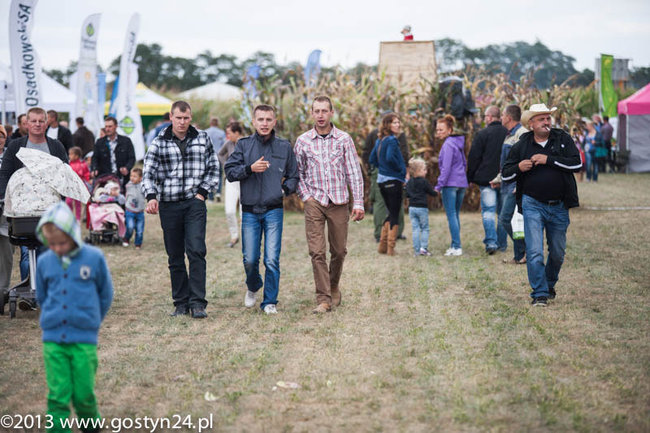 Kukurydziane żniwa - zdjęcia