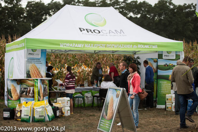 Kukurydziane żniwa - zdjęcia