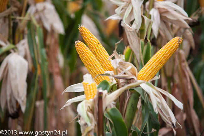 Kukurydziane żniwa - zdjęcia
