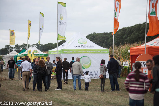 Kukurydziane żniwa - zdjęcia