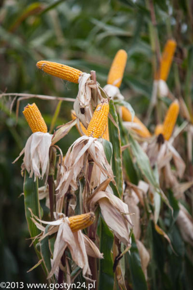 Kukurydziane żniwa - zdjęcia