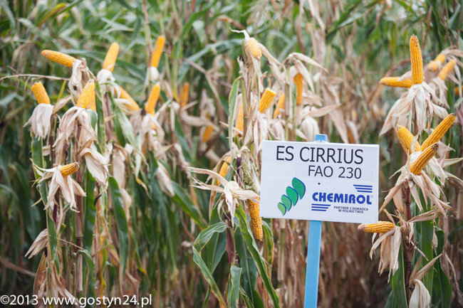 Kukurydziane żniwa - zdjęcia