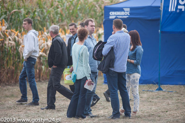 Kukurydziane żniwa - zdjęcia