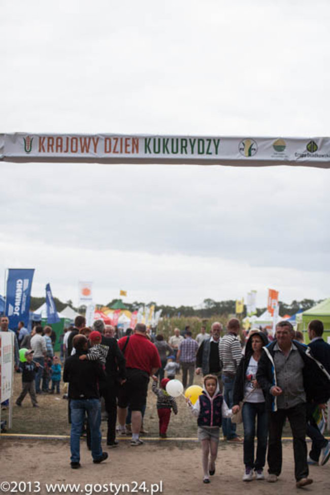 Kukurydziane żniwa - zdjęcia