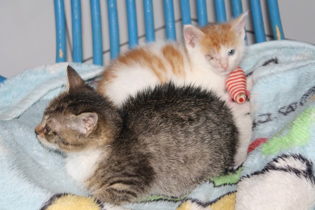 Znalazły nowy dom - zdjęcia