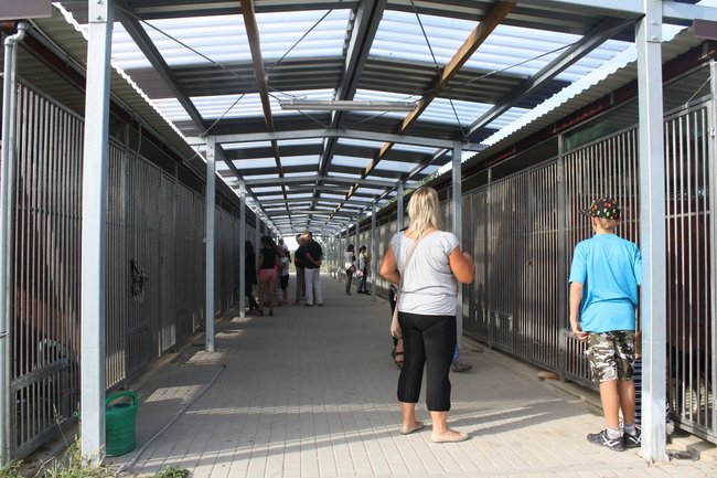 Znalazły nowy dom - zdjęcia