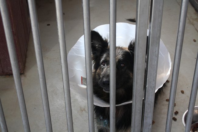 Znalazły nowy dom - zdjęcia