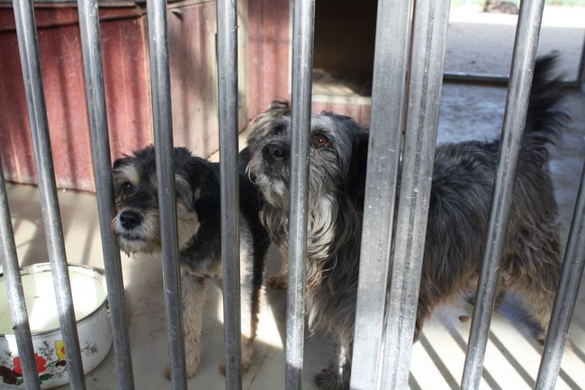 Znalazły nowy dom - zdjęcia