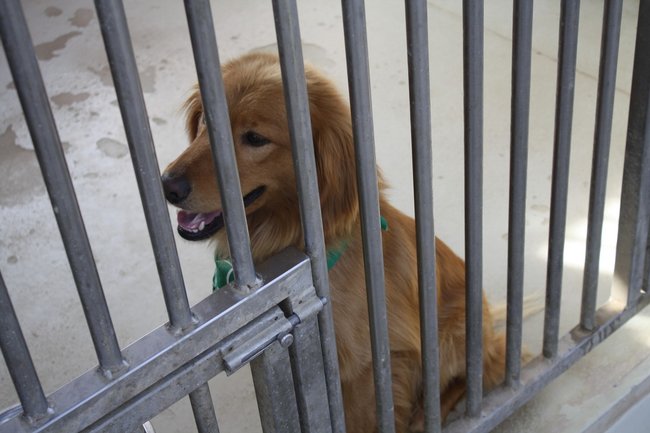 Znalazły nowy dom - zdjęcia